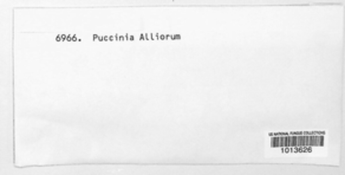 Puccinia alliorum image